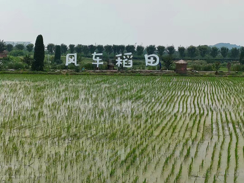 風車稻田